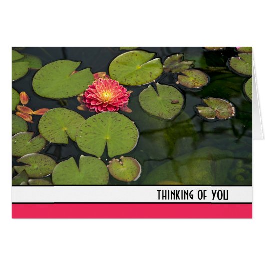 リリーパッドのピンクのダリア (正面横)