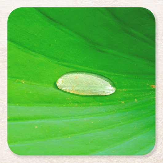 リリーパッド紙コースター スクエアペーパーコースター (正面)