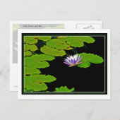 リリーパッド ポストカード (正面/裏面)