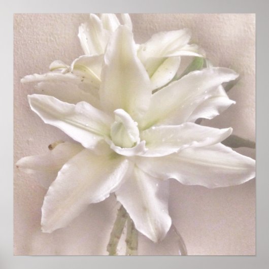 リリーフラムス赤面 ポスター (正面)