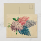 リリーフラワーヴィンテージ植物写生葉書 ポストカード (正面/裏面)