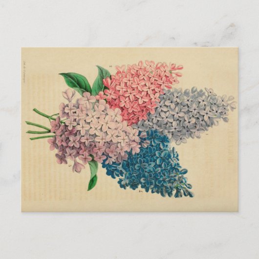 リリーフラワーヴィンテージ植物写生葉書 ポストカード (正面)