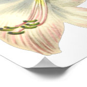 リリープリントバイピエール – ジョセフレッドテ ポスター (角)