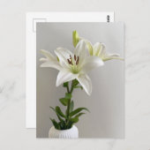 リリー子守歌 | ホワイトシンプルフローラ絵を描ズ ポストカード (正面/裏面)