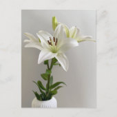 リリー子守歌 | ホワイトシンプルフローラ絵を描ズ ポストカード (正面)