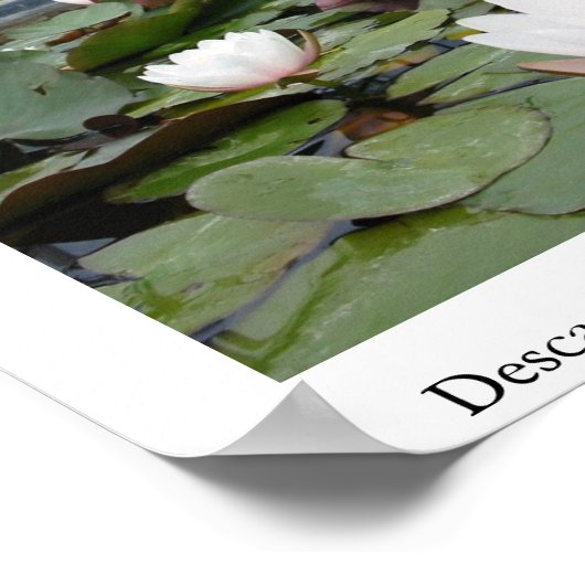 リリー池 ポスター (角)