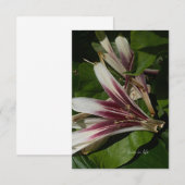 リリー花びら ノートカード (正面/裏面)