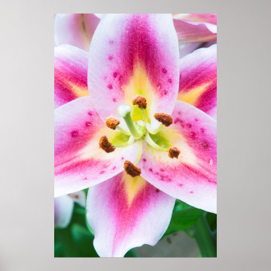 リリー閉じる ポスター (正面)