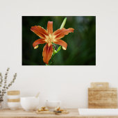 リリー6588プリント ポスター (キッチン)