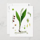 リリー・オブ・ザ・バレー ポストカード (正面/裏面)