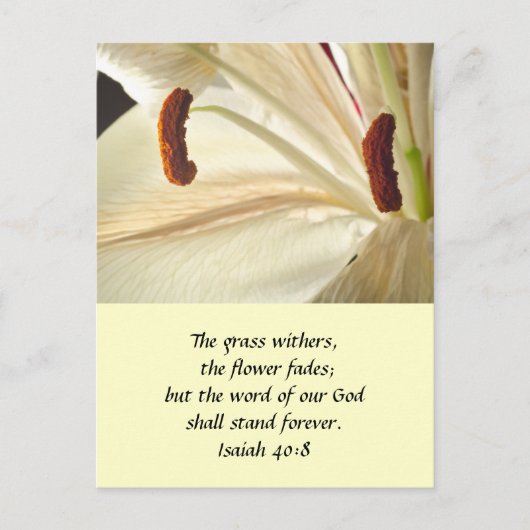 リリー・オブ・ライト ポストカード (正面)