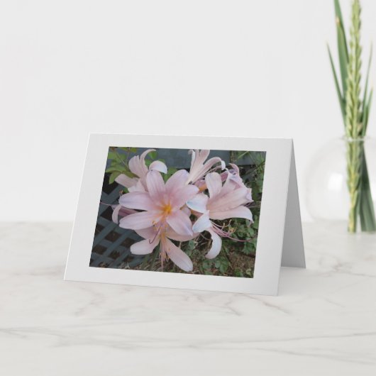 リリー カード (正面)