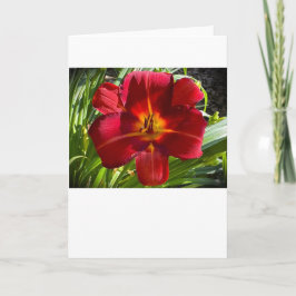 リリー、カード カード