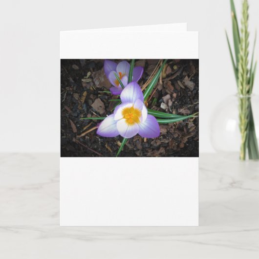 リリー、カード カード (正面)