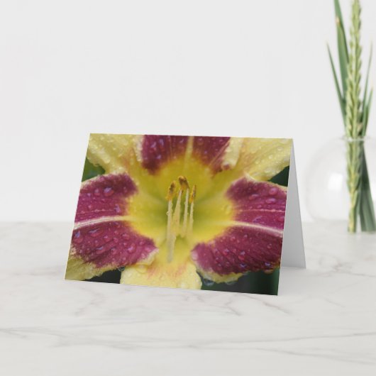 リリー、カード カード (正面)