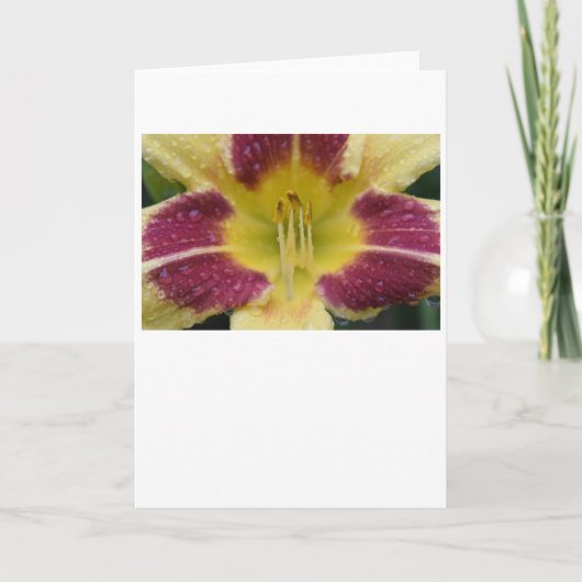 リリー、カード カード (正面)