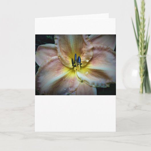 リリー、カード カード (正面)