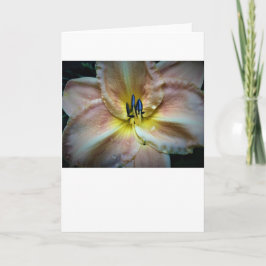 リリー、カード カード