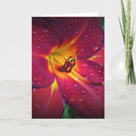 リリー、カード カード (正面)