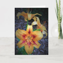 リリー、カード カード