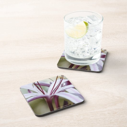 リリー コースター (右側)