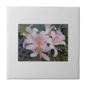 リリー タイル (正面)