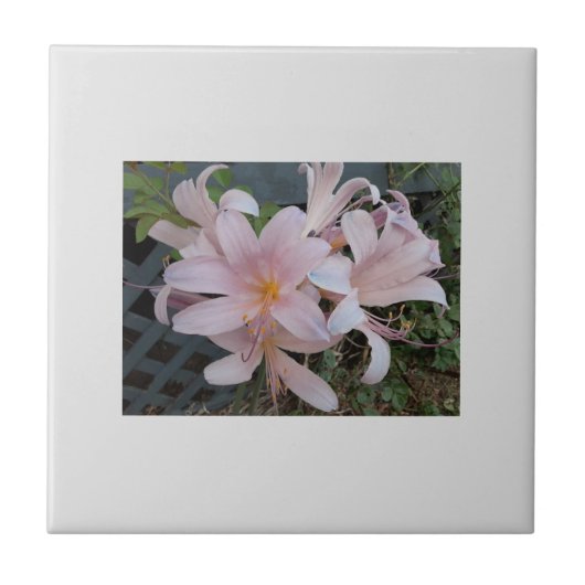 リリー タイル (正面)