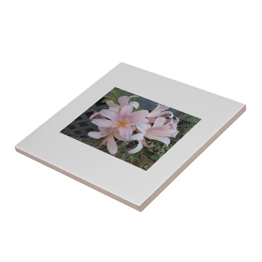 リリー タイル (側面)