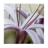 リリー タイル (正面)