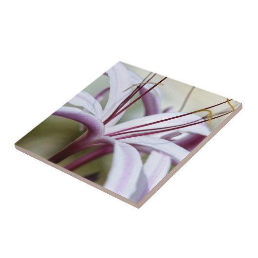 リリー タイル (側面)