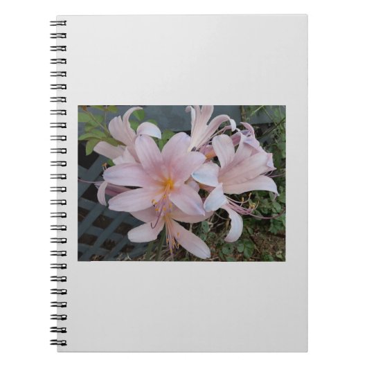 リリー ノートブック (正面)