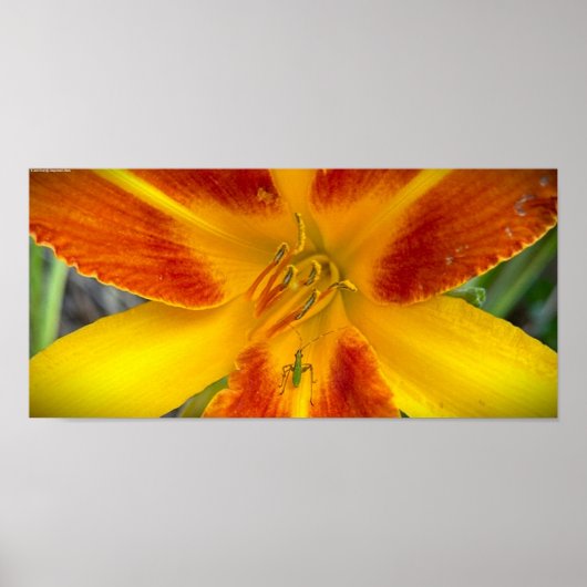 リリー&バグ ポスター (正面)