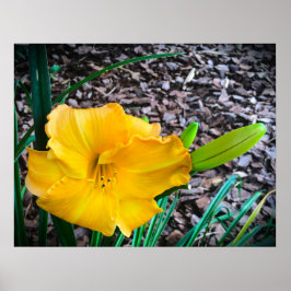 リリー、 ポスター