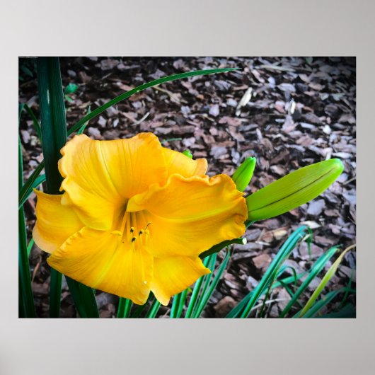 リリー、 ポスター (正面)