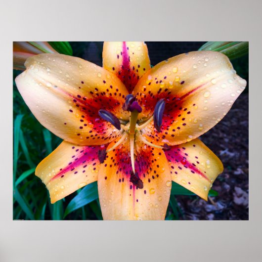 リリー、 ポスター (正面)