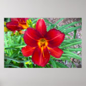 リリー、 ポスター (正面)