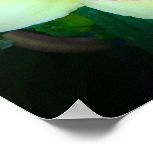 リリー、 ポスター (角)