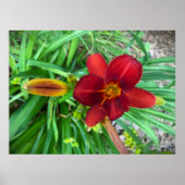 リリー、 ポスター (正面)