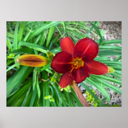 リリー、 ポスター (正面)