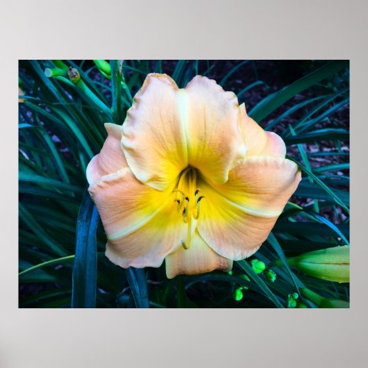 リリー、 ポスター (正面)