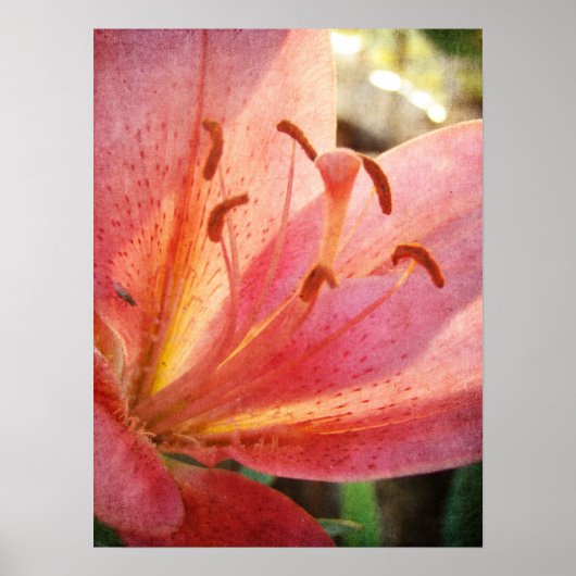 リリー ポスター (正面)