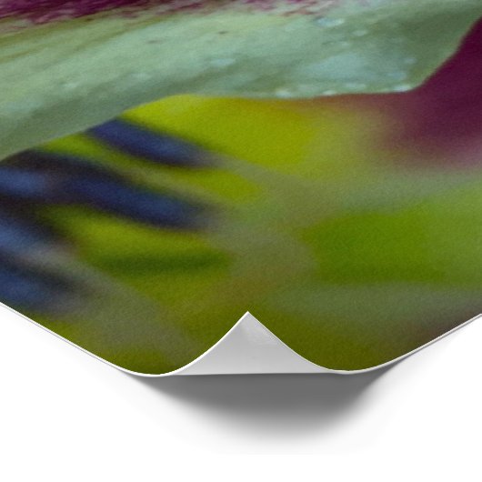 リリー、 ポスター (角)