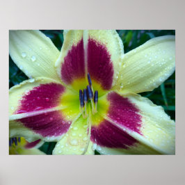 リリー、 ポスター