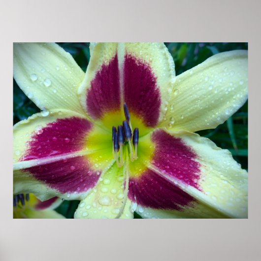 リリー、 ポスター (正面)