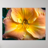 リリー、 ポスター (正面)