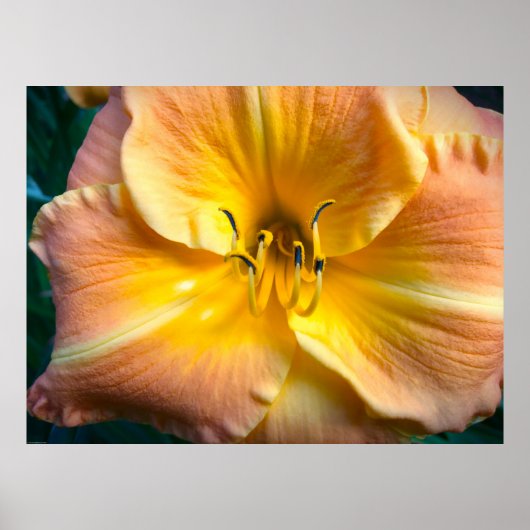 リリー、 ポスター (正面)