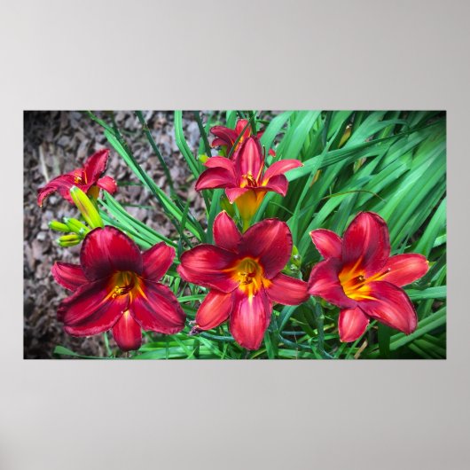 リリー、 ポスター (正面)