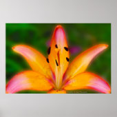 リリー ポスター (正面)