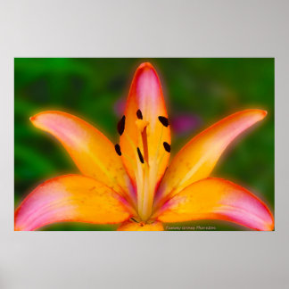 リリー ポスター