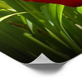 リリー、 ポスター (角)